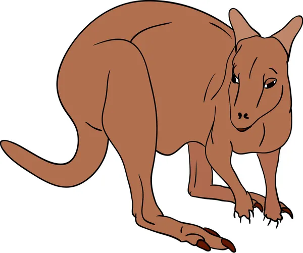 Känguru — Stock vektor