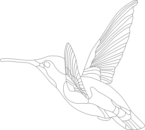 Colibri — Image vectorielle