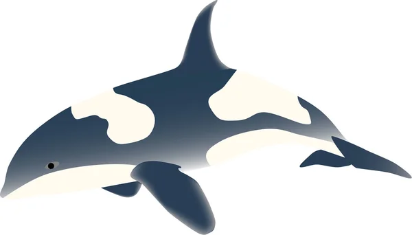 Orca — Stockový vektor