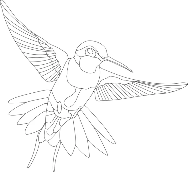 Kolibri — Stockvektor