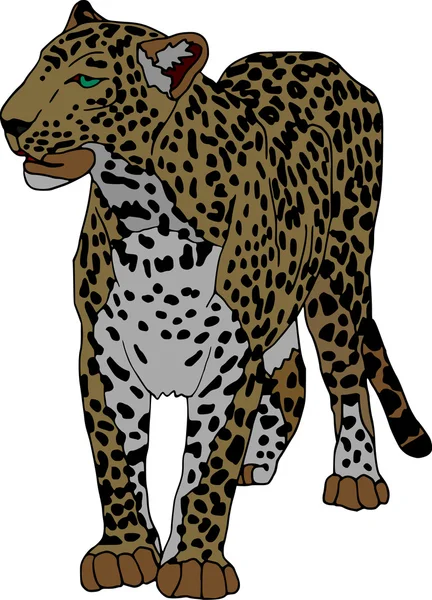 Panthera — Stockový vektor