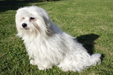 Coton De Tulear