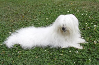 Coton de Tulear clipart