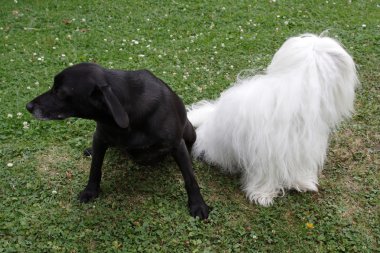 Coton De Tulear