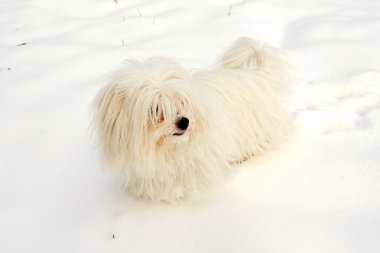 Coton De Tulear