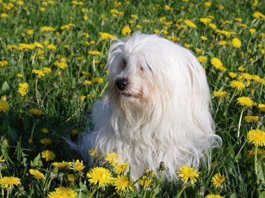 Coton De Tulear