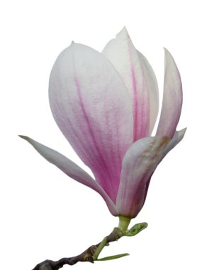 Magnolia blossom clipart