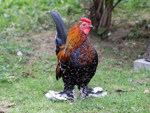 Proud rooster — Stock Photo, Image