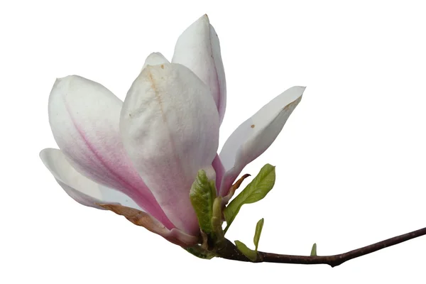 Magnolia bloesem — Stockfoto