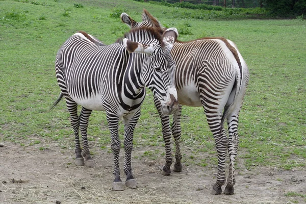 Zwei Zebras nebeneinander stehen — Stockfoto
