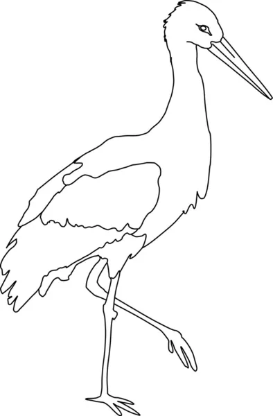 Stor blanc — Image vectorielle
