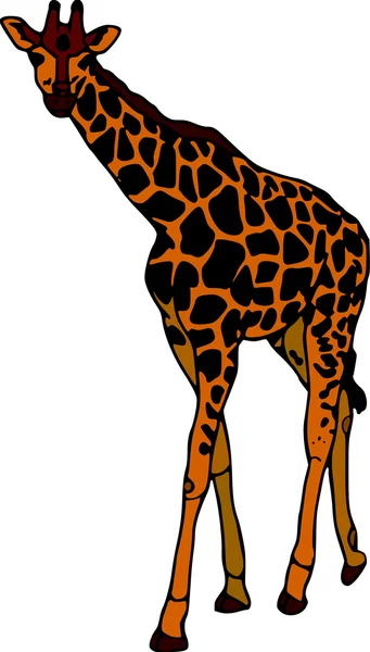 Giraffe — Stockvektor