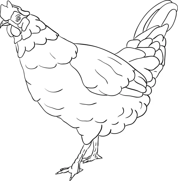 Poule — Image vectorielle