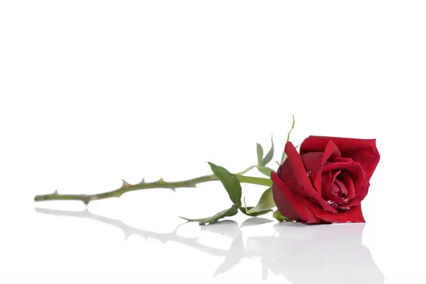 一朵美丽的红玫瑰 — 图库照片