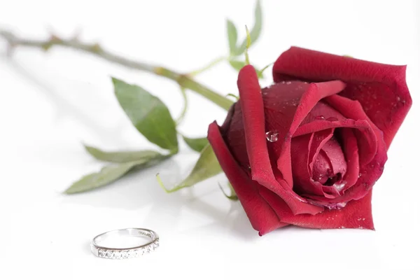 stock image Single beautiful red rose