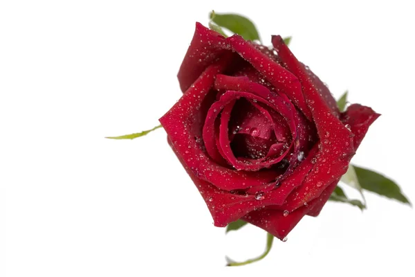 Enkele mooie rode roos — Stockfoto