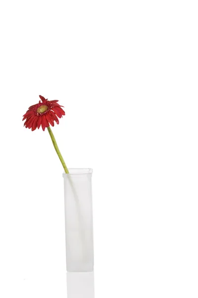 Vacker röd gerbera daisy — Stockfoto
