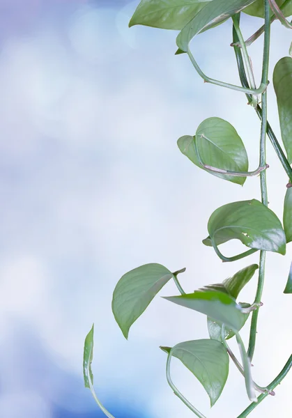 stock image Pothos vine hanging down