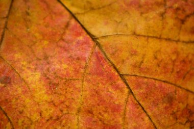 yakın çekim yaprak damarları