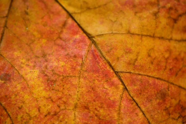 stock image Close up of leaf veins