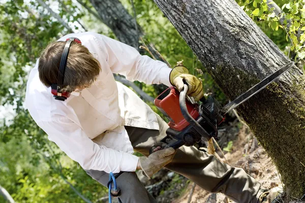 Man cutting down a tree — Stock Photo, Image