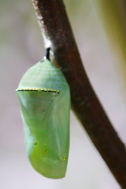 Pale green chrysallis clipart