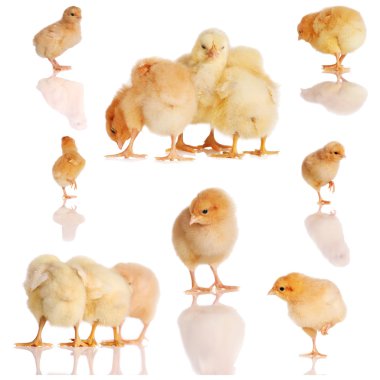 Collage of yellow chicks clipart