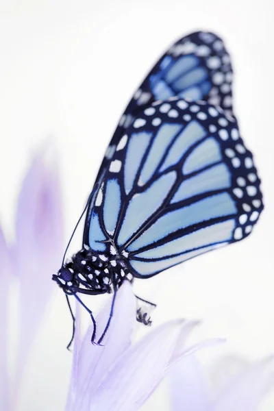 Schöner Monarchfalter — Stockfoto