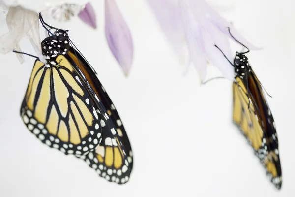 Beautiful monarch butterflies — Stock Photo, Image