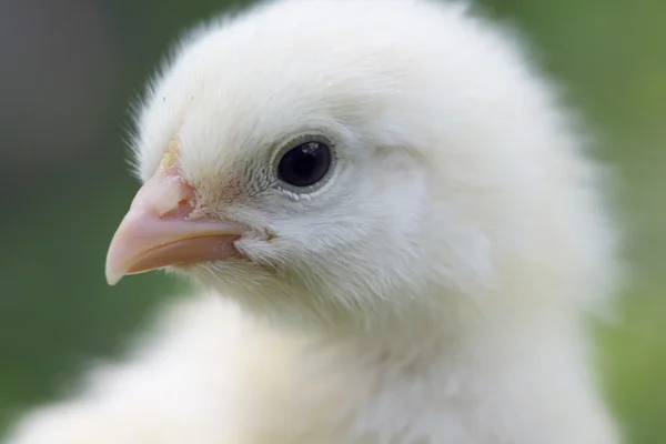 stock image Baby chick close up shot