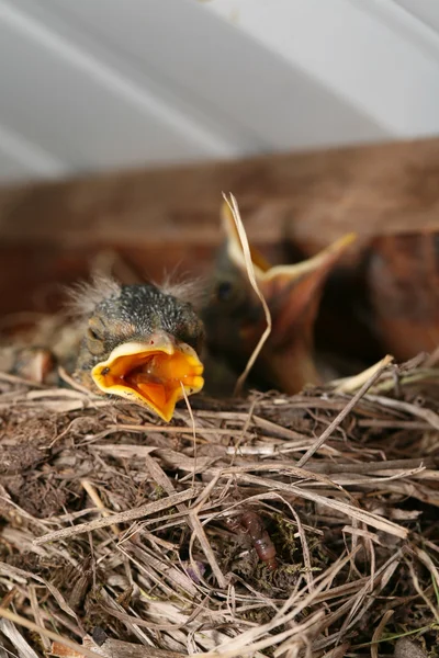 stock image Baby robin crying out for food