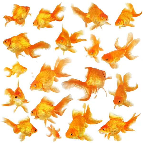 Collage aus fantail Goldfischen — Stockfoto