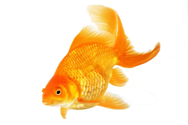 Schöner fantail goldfisch — Stockfoto