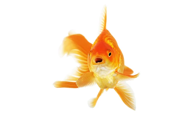 Bellissimo pesce rosso fantail — Foto Stock