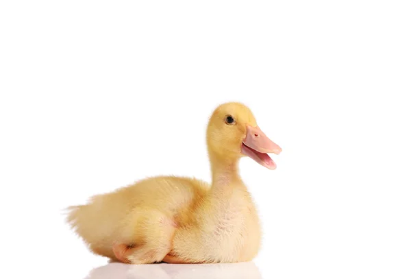 Little duckling sitting or resting — Stock Photo, Image
