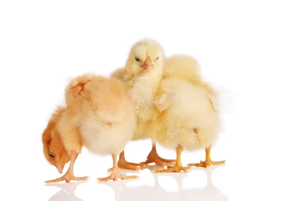 Three chicks in a group — Stock Photo, Image