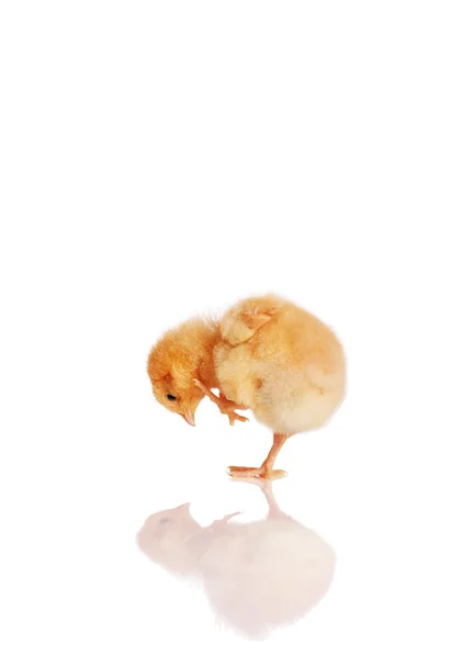 Little chick looking at reflection — Stock Photo, Image