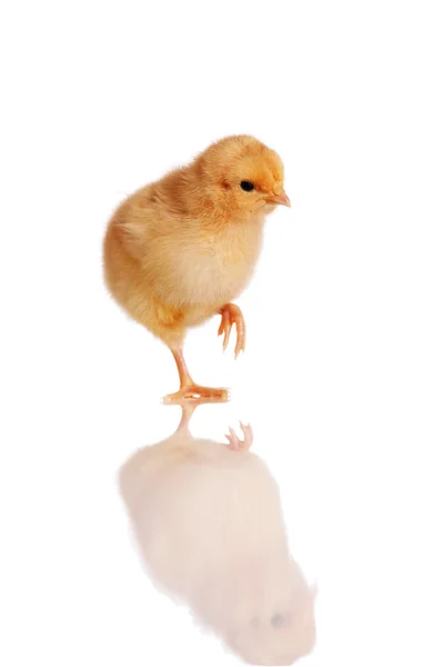 Chick standing isolated on white — Stock Photo, Image