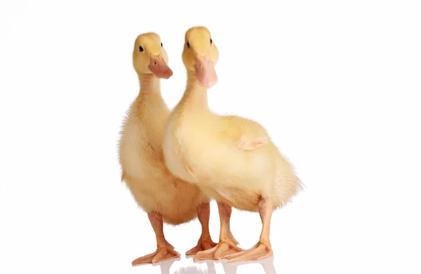 Two yellow ducklings isolated — Stock Photo, Image