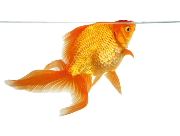 Fantail piękna złota rybka — Zdjęcie stockowe