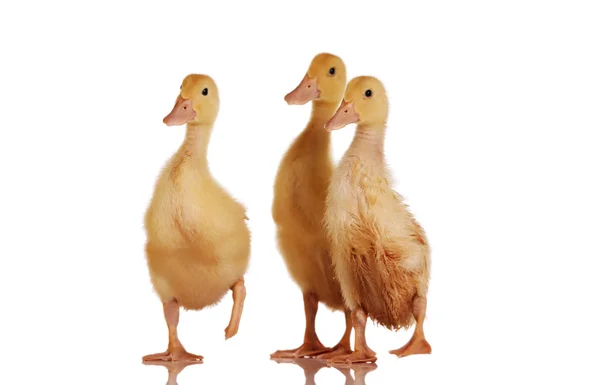 Three duckling together — Stock Photo, Image