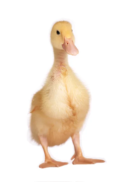One young yellow duckling — Stock Photo, Image