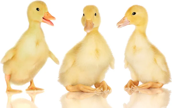 Three ducklings on white — Stock Photo, Image