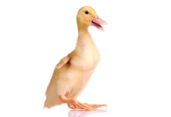 One young yellow duckling — Stock Photo, Image