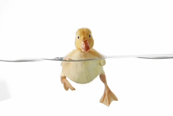 Cute duckling swimming — Stock Photo, Image