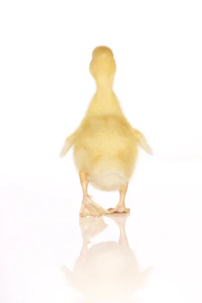 Cute yellow duckling — Stock Photo, Image