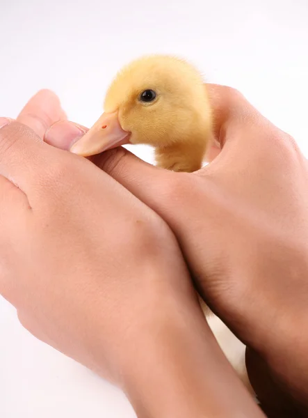 Duckling held in child's hand — Stock Photo, Image