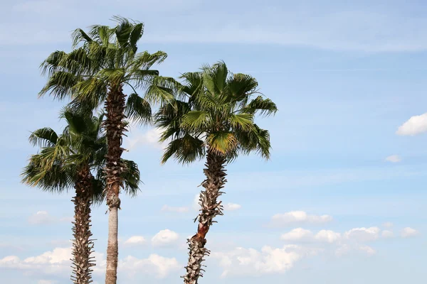 Три пальмы против голубого неба — стоковое фото