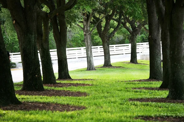 stock image Cool shady area under tree