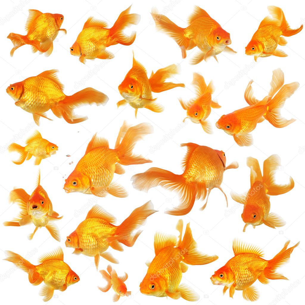 Collage of fantail goldfish